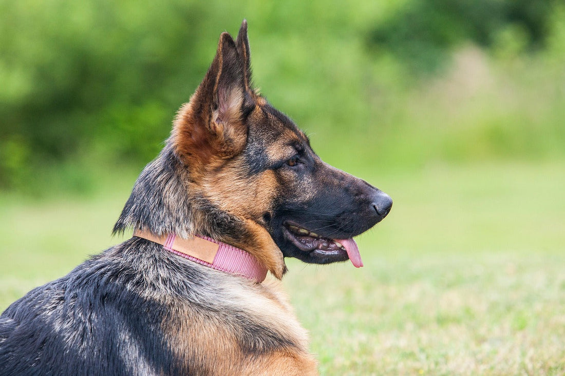 Why Every Dog Owner Needs a GPS Tracker: The Benefits of Canine Security in the Modern Age