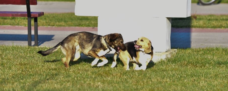 The Physical & Behavioural Characteristics of Dogs: Breed Specific Guide