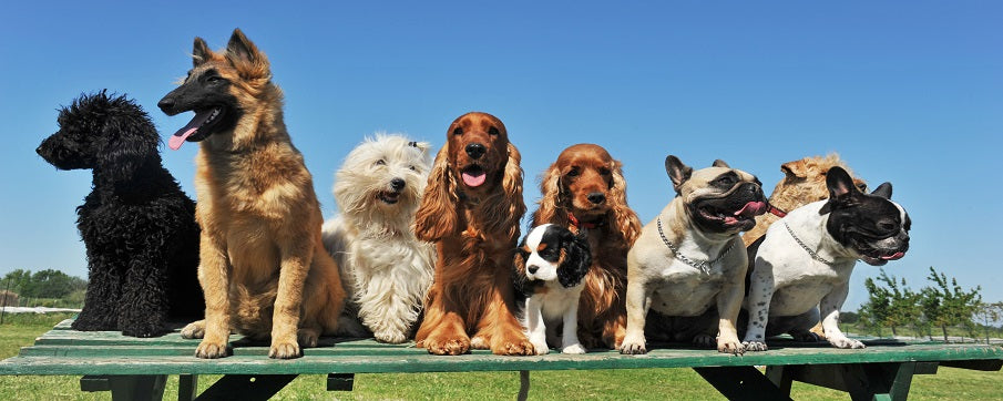 Most Popular Dog Breeds in the UK