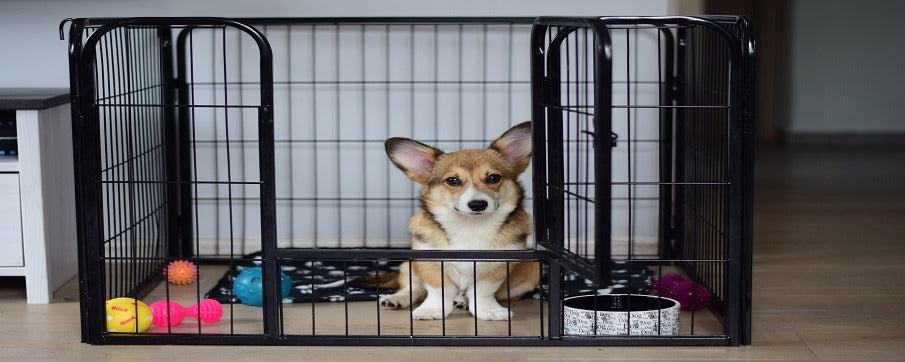 What to Put in a Puppy Crate