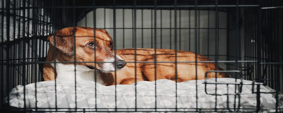 How to Stop Puppy Crate Whining