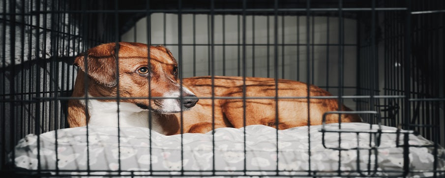 Tips On How to Stop Puppy Crate Whining