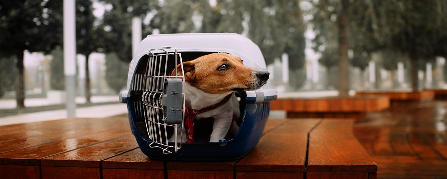 When to Stop Using a Puppy Crate for Your Dog