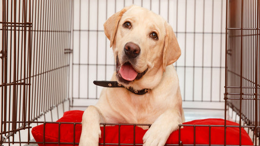 Choose the Best Dog Crate in the UK: Honest Guidance from Dog Kennels Direct