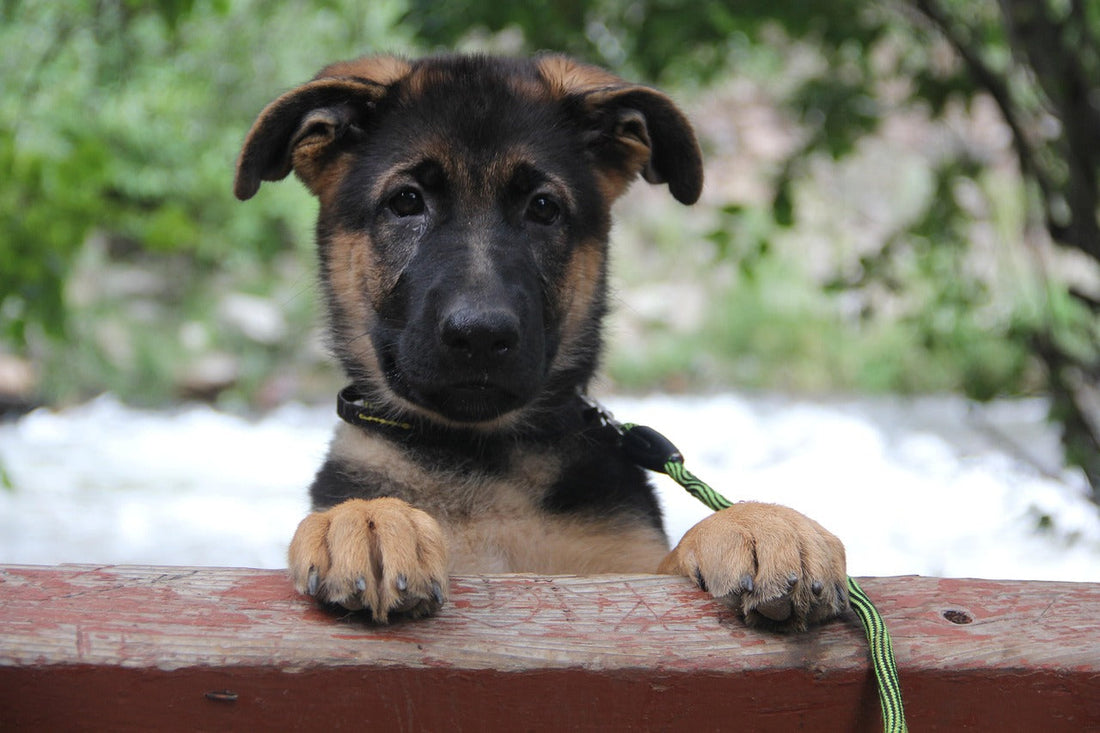 Why Galvanised Steel is the Best Choice for Dog Kennels and Run Panels