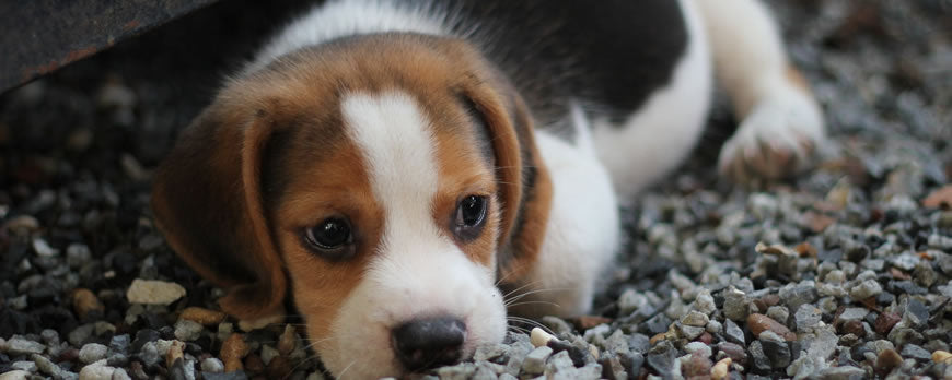 Guide To Buying a Puppy In The UK
