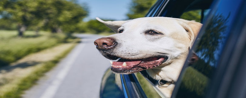 The Best Way for Dogs to Travel in Cars