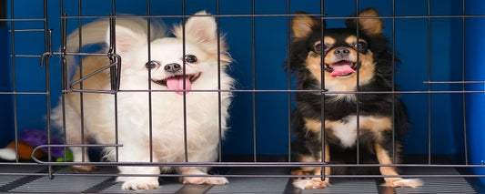 How Big Should Puppy Crate Be?