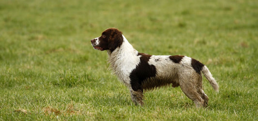 Advantages of Outdoor Dog Kennels For Dogs