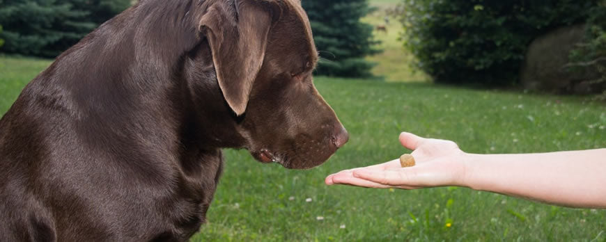 Benefits Of Dog Training