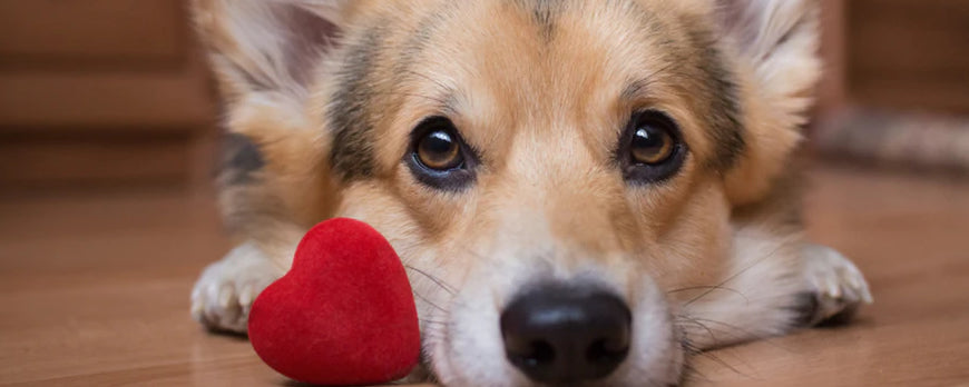 Your Dog - Valentine's Day