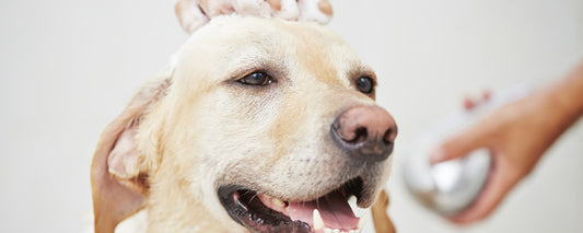 Why Groom Your Dog?