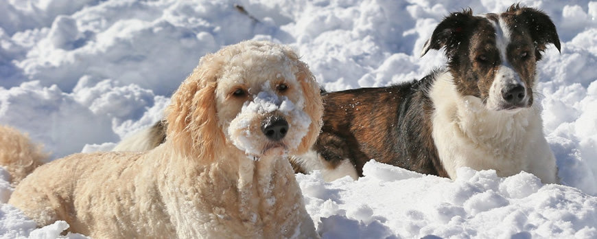 Winter Dog Walking Advice