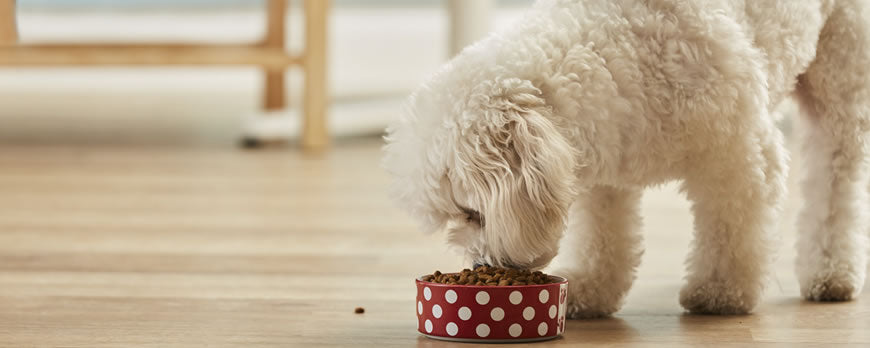 Nutritional Advice For Dogs
