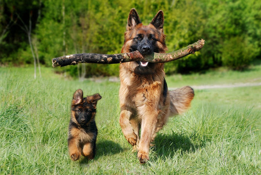 Why Using Galvanised Run Panels for Dog Kennels is the Best Choice