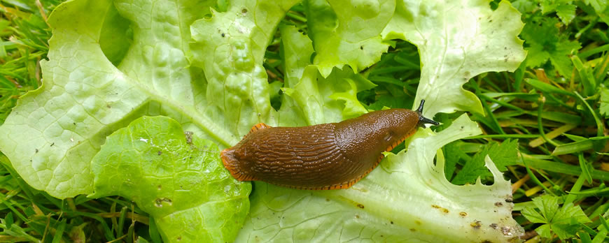 Lungworm Cases On The Rise