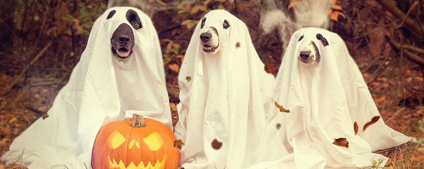 Dog Safety At Halloween