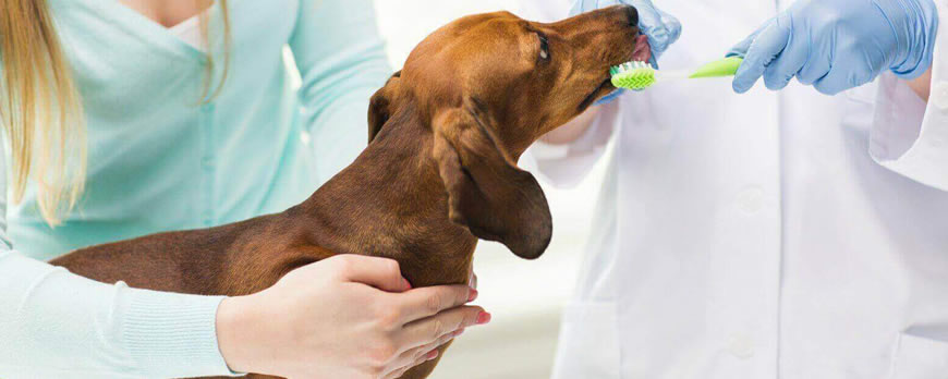 Brushing Your Dog's Teeth