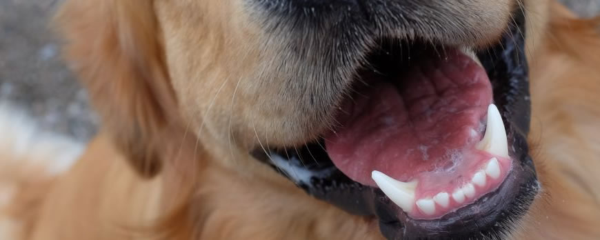 Does your dog have bad breath?