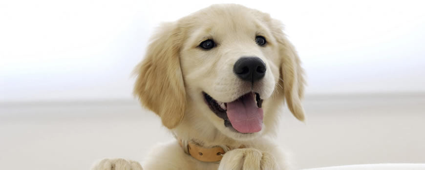 The Most Popular Dog Names