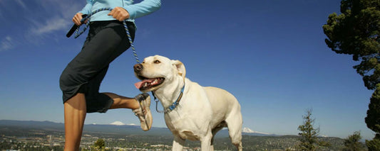 Getting Fit With Your Dog In 2019