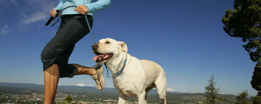 Getting Fit With Your Dog In 2019