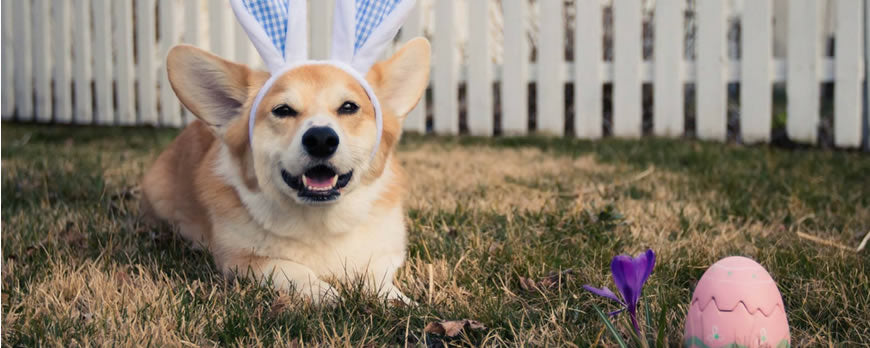 8 Easter Feasts For Your Dog