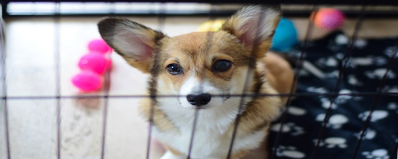 How to Crate Train a Puppy - UK